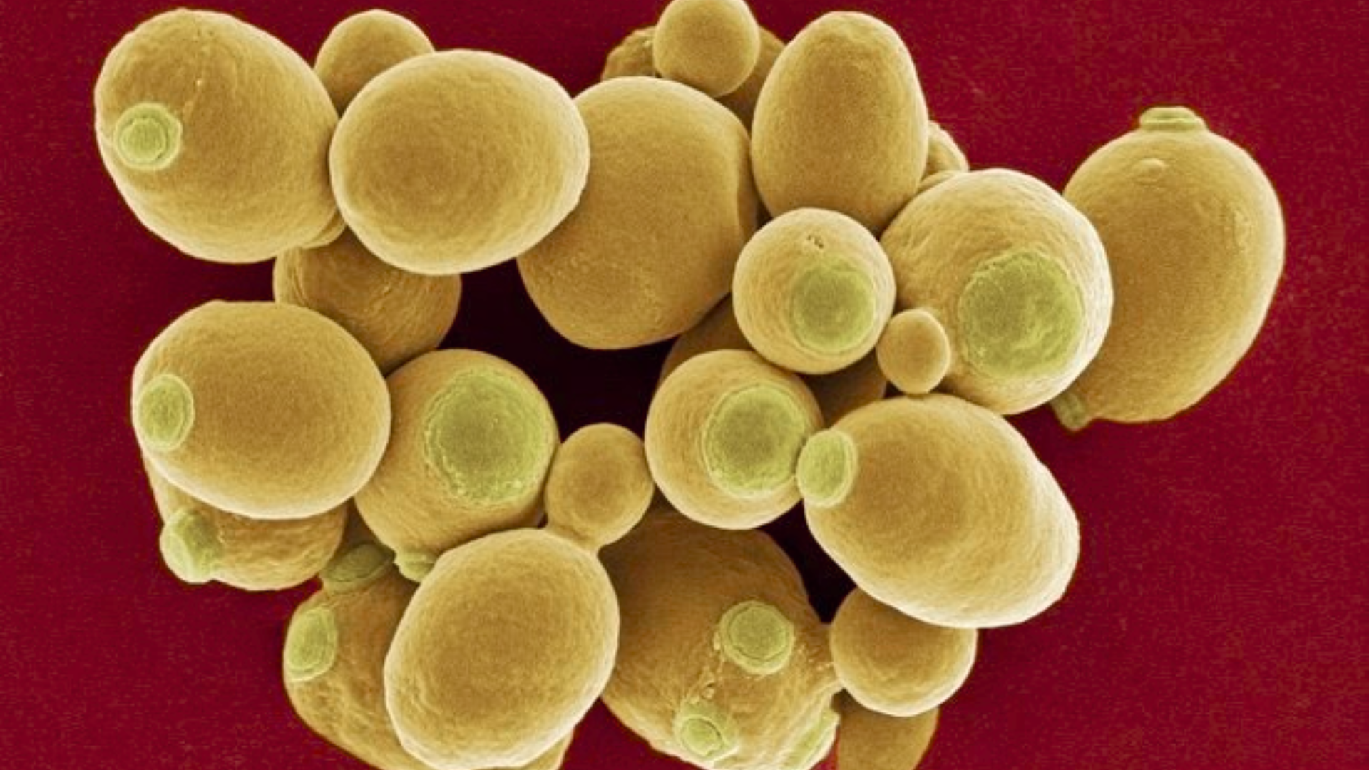 Yeast-Derived Functional Components