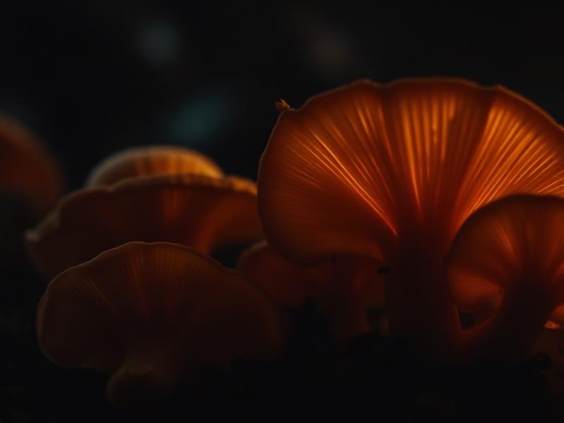 Functional Mushrooms