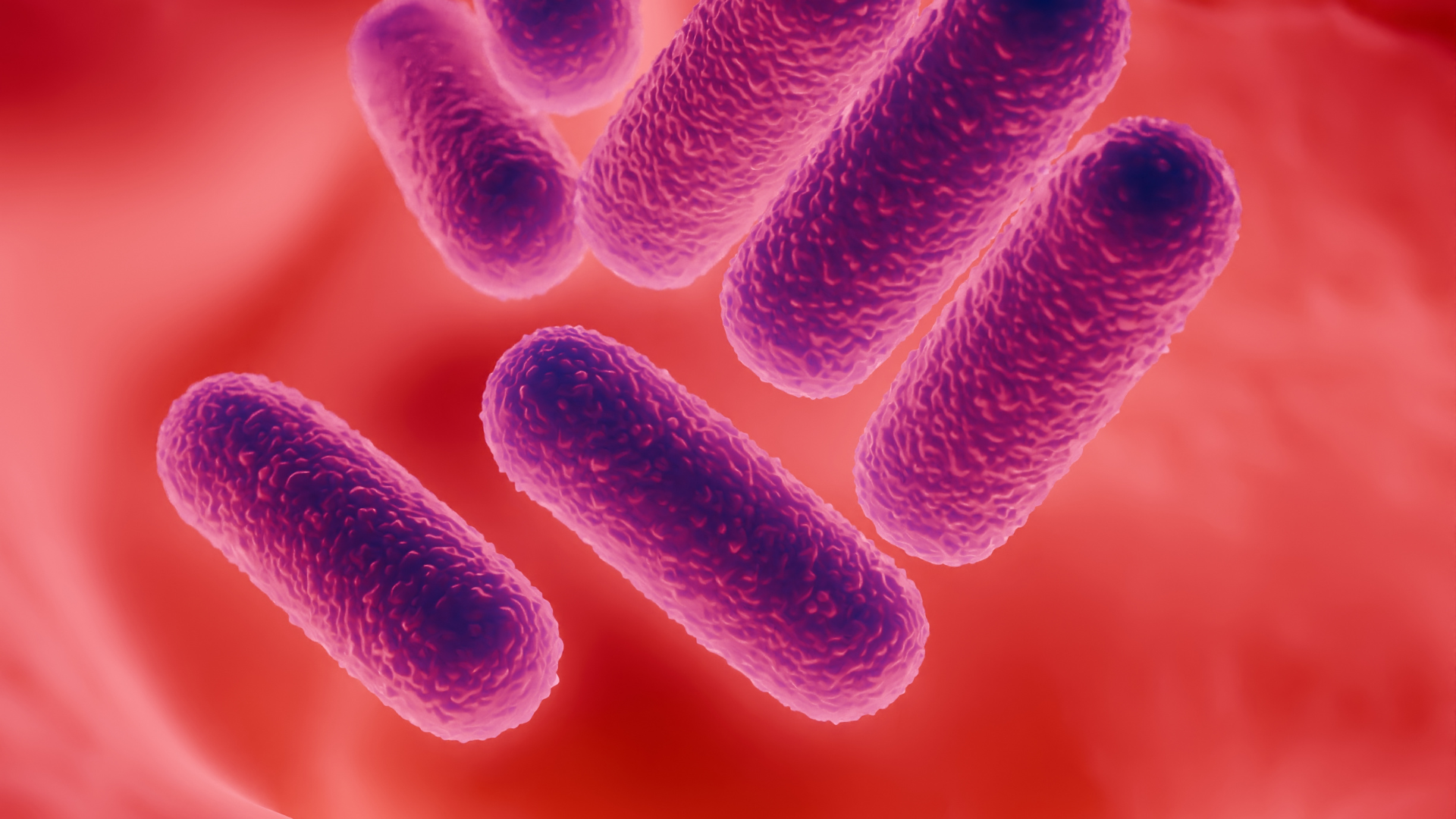 Animal-Derived Fermentable Substrates